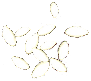 Zucchini Seeds.png